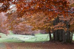 Fall 2021 foliage - Autunno 2021, Abruzzo