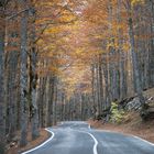 Fall 2021 foliage - Autunno 2021, Abruzzo