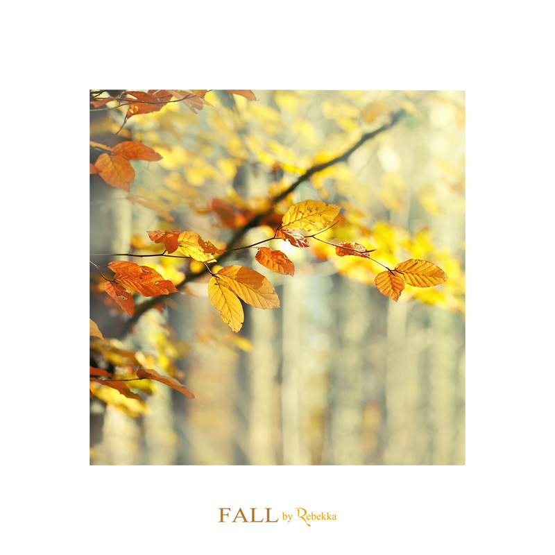 Fall