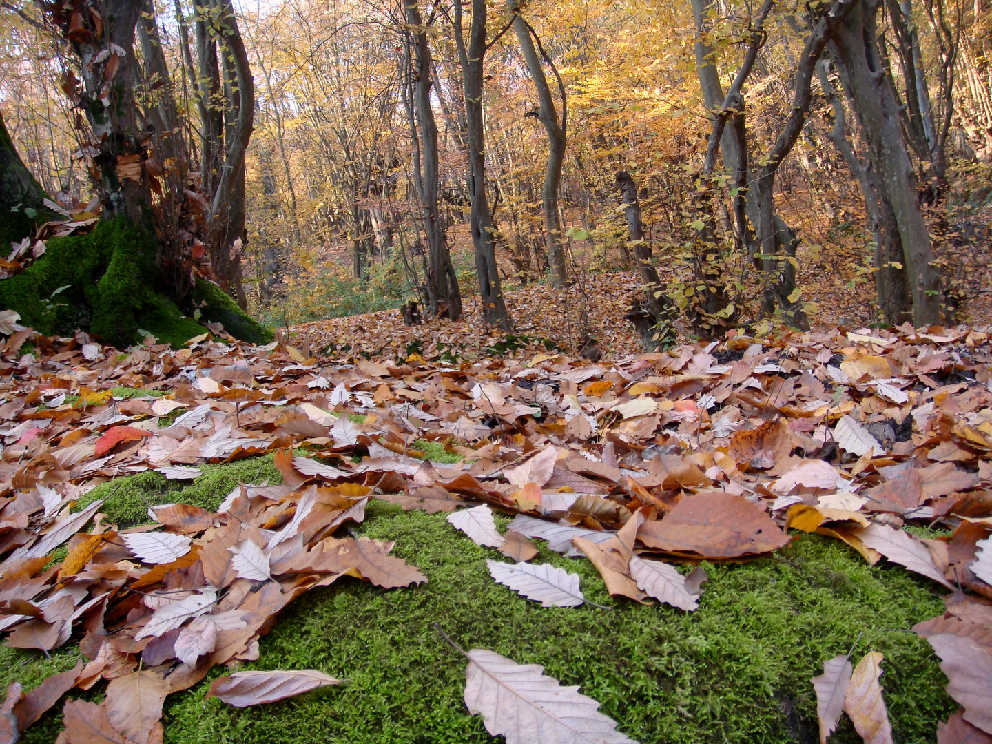 Fall and leaves