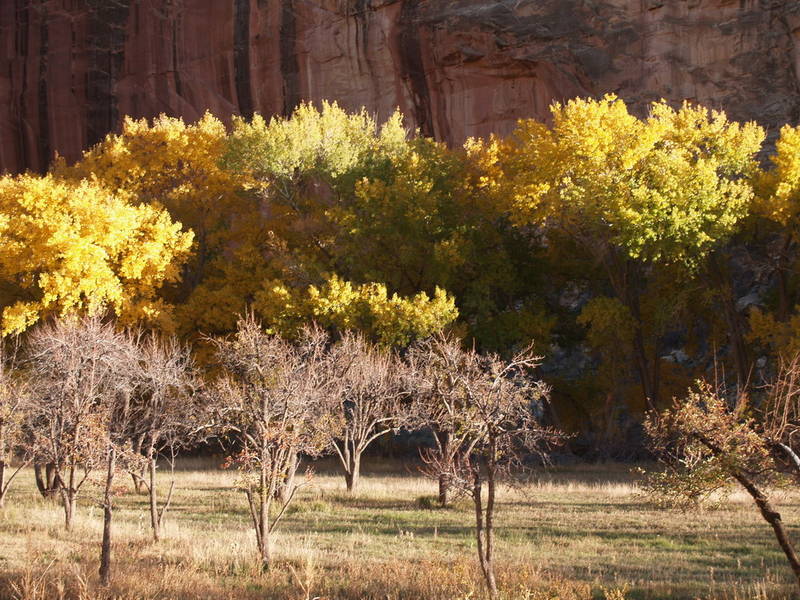 Fall at Capitol Reef NP - Utah, USA