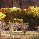 Fall at Capitol Reef NP - Utah, USA