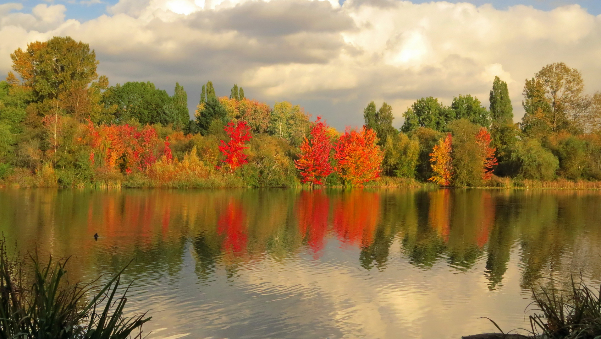 Fall at Trout Lake