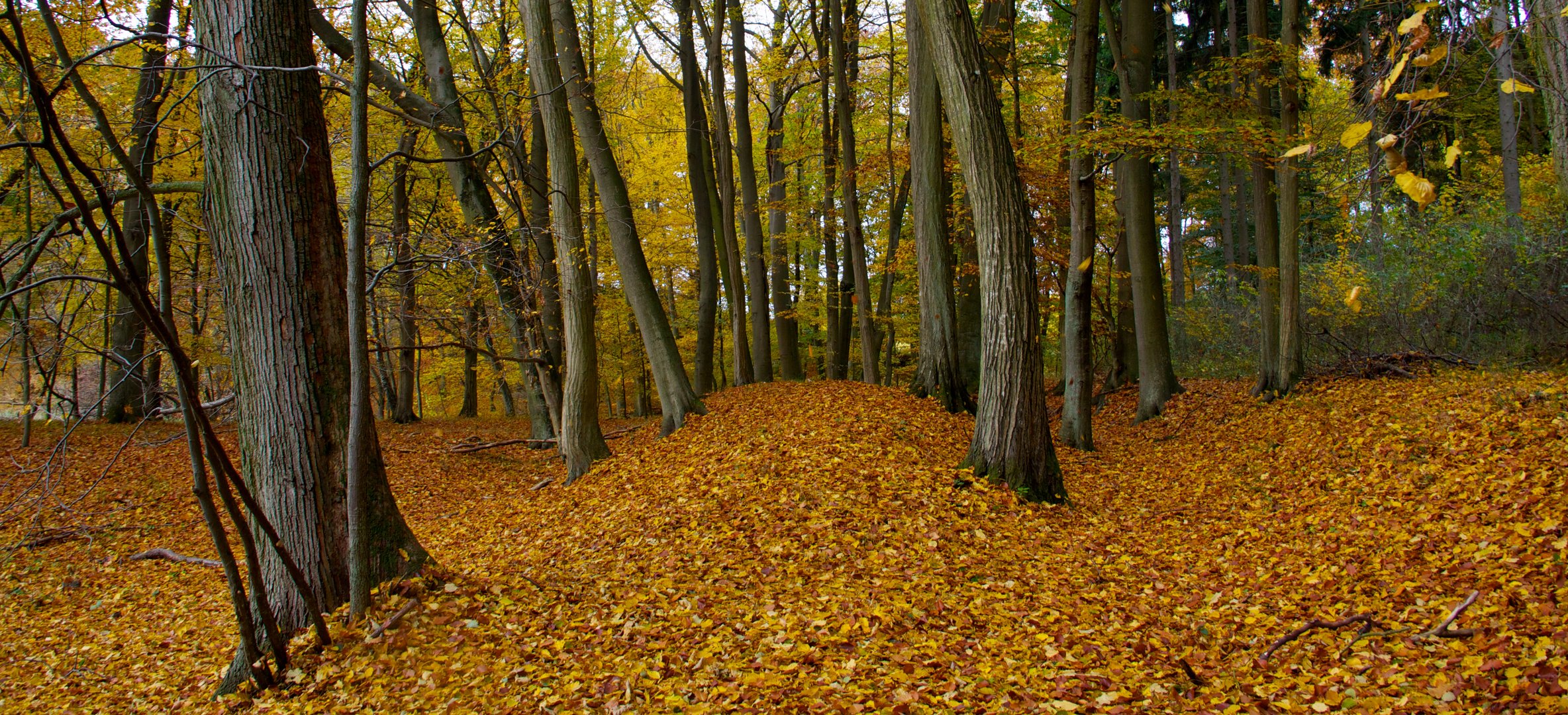 Fall, Automne, Herbst