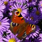 Fall butterflies in Holland