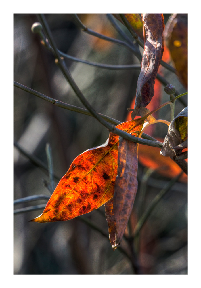 Fall Color