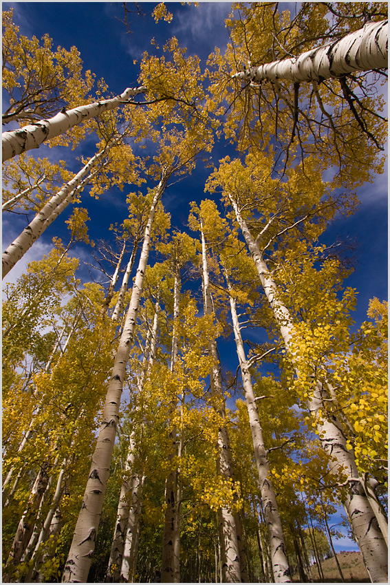 Fall Colors