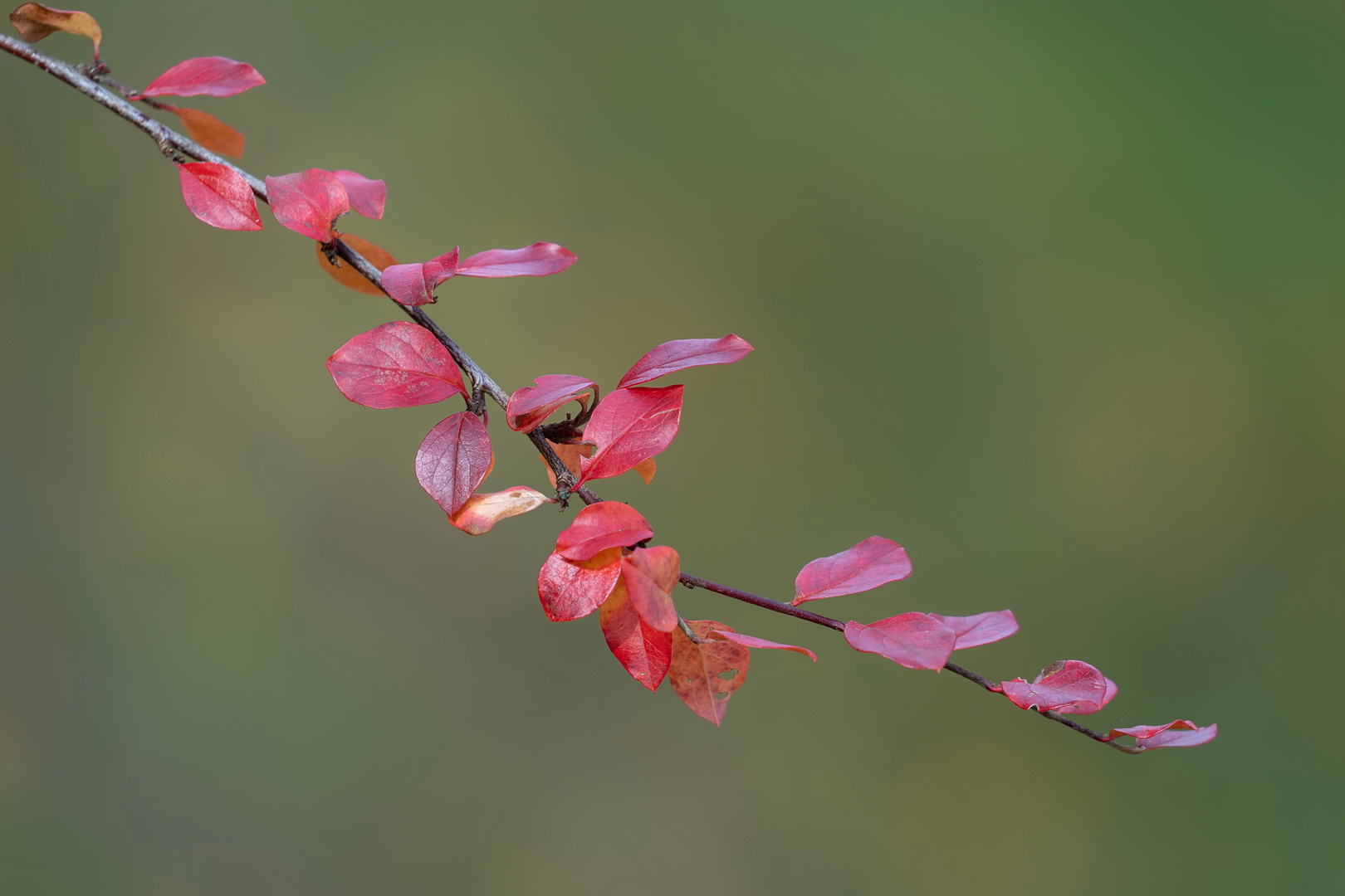 Fall Colors