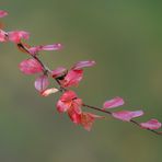 Fall Colors