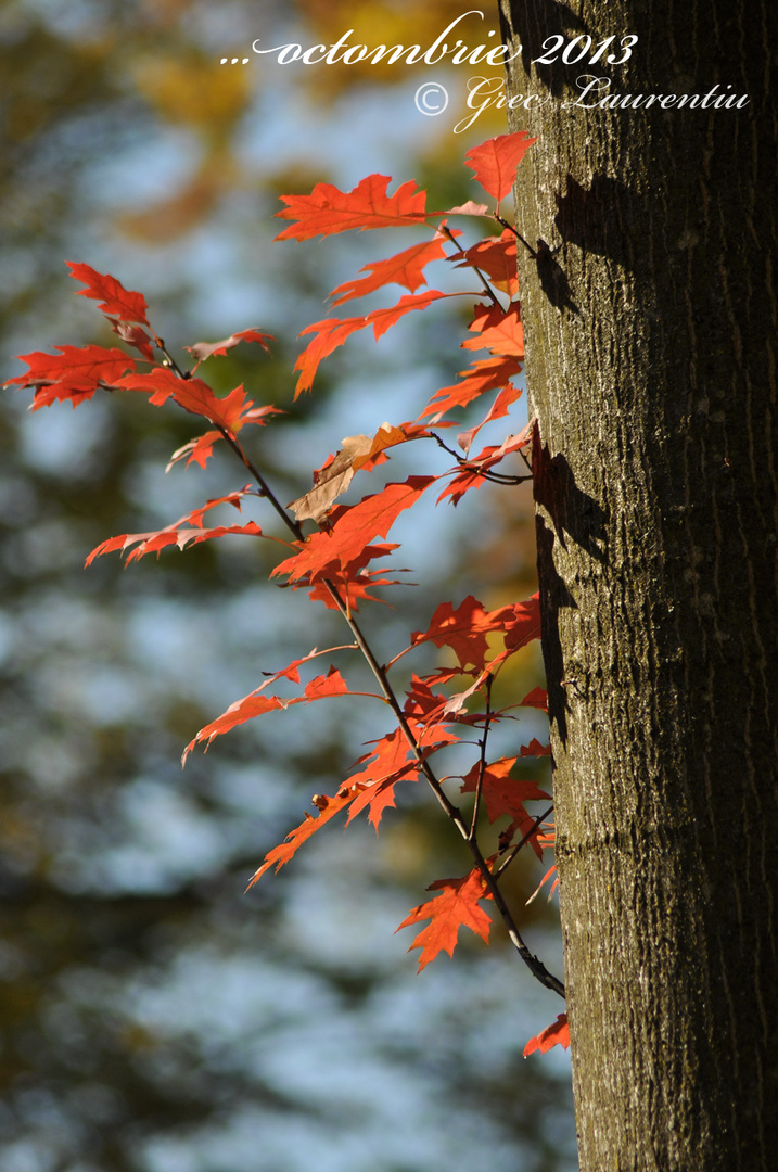 fall colors