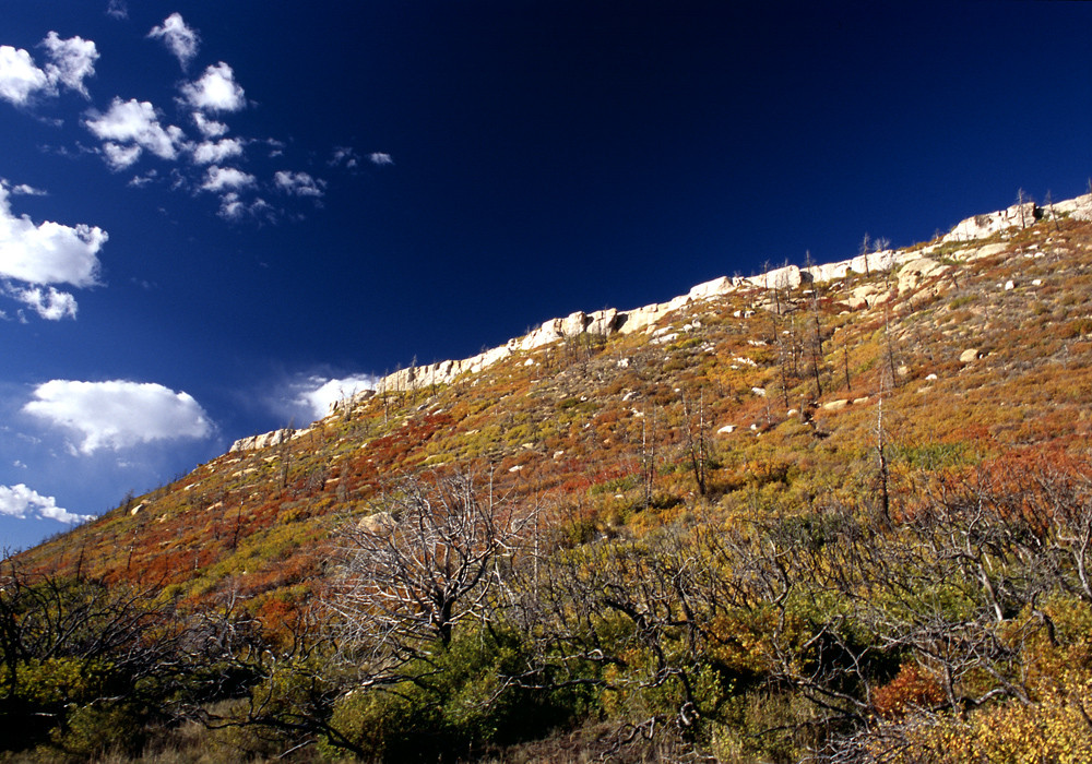 Fall Colors