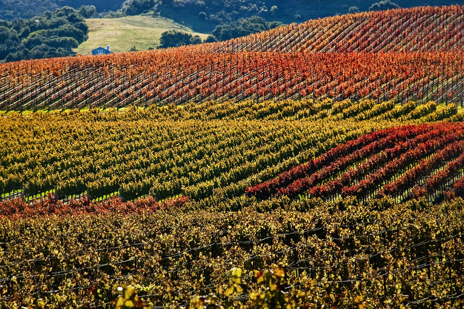 Fall Colors in the Vineyard