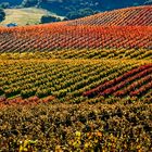 Fall Colors in the Vineyard