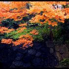 Fall colors in Tokyo