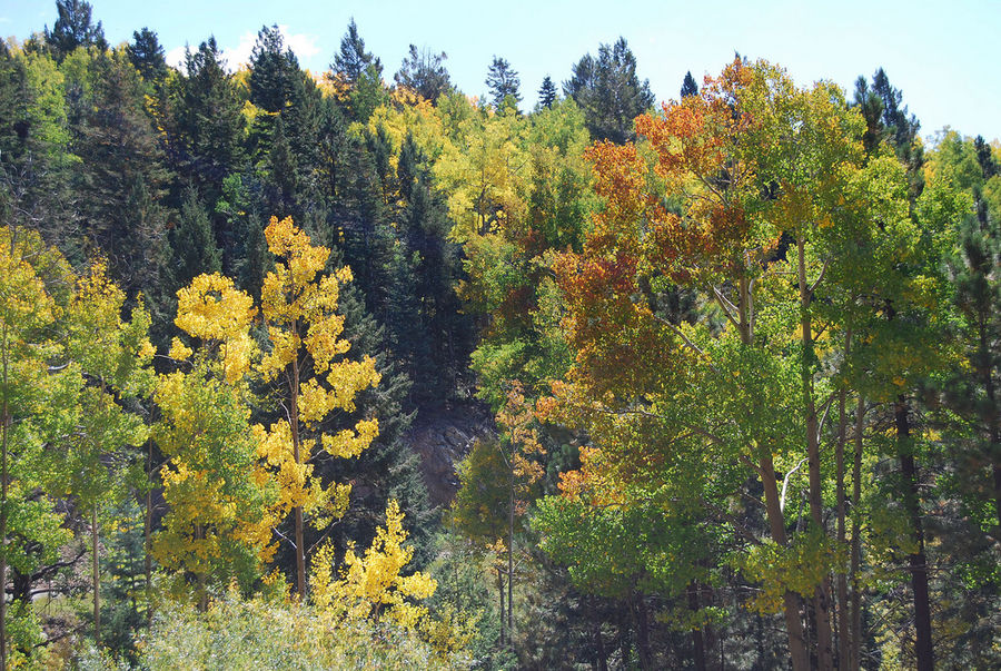 Fall Colors New Mexico