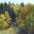 Fall Colors New Mexico