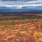 Fall Colors on Denali Highway