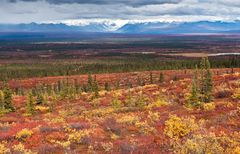 Fall Colors on Denali Highway