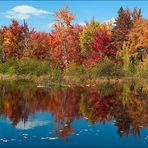 [ Fall Colours ]