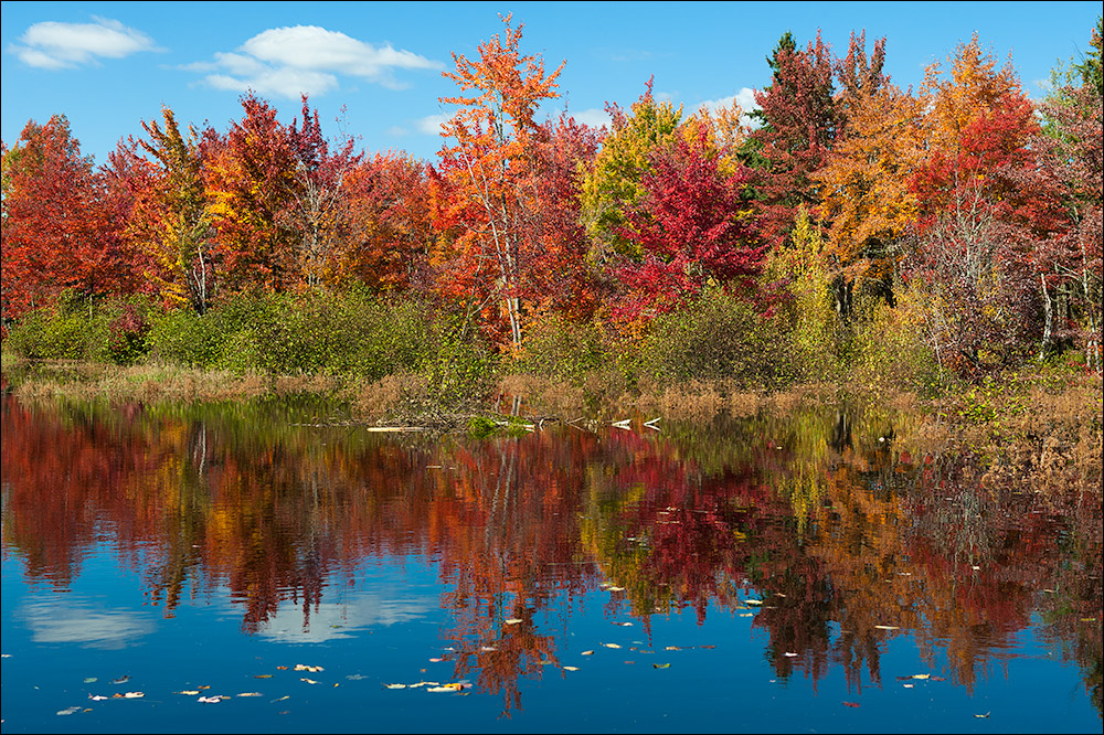 [ Fall Colours ]