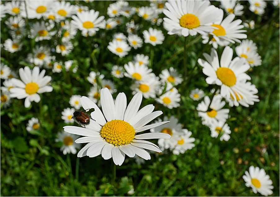 Fall da nicht runter, kleiner "Mai"käfer!