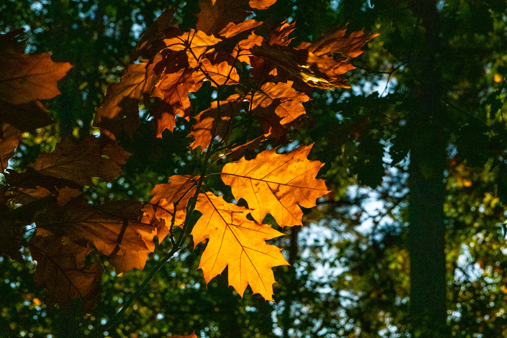 Fall