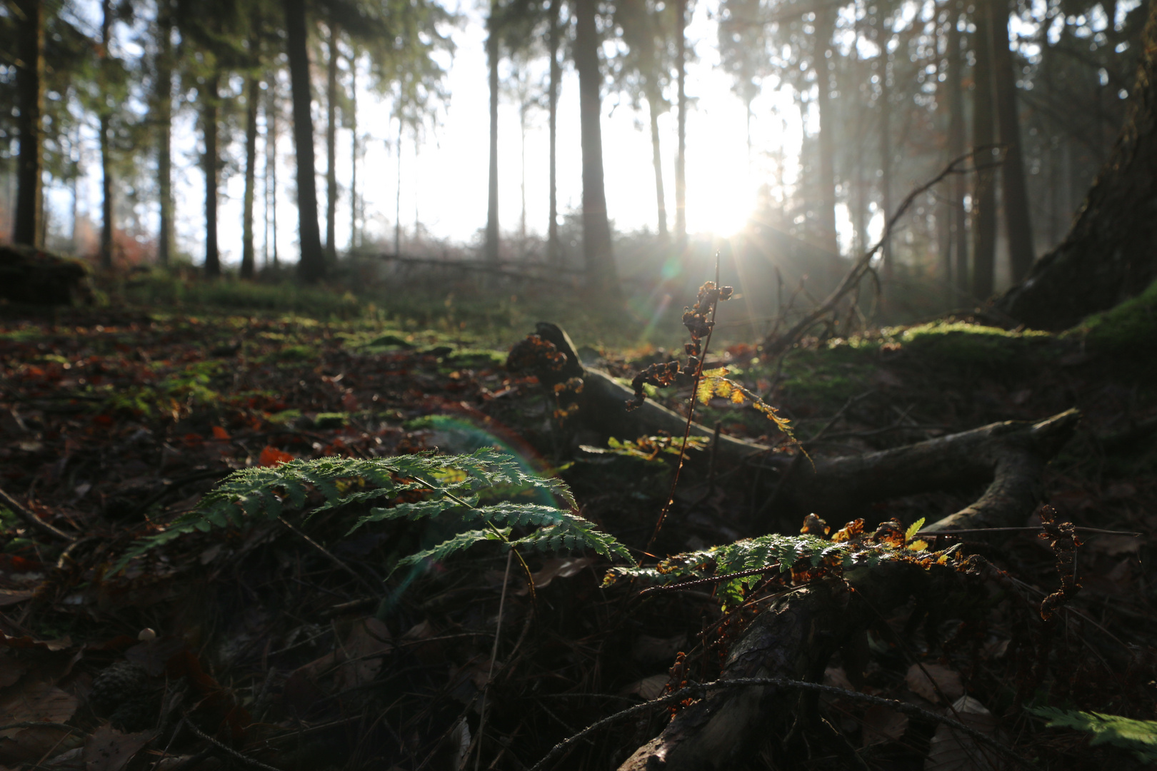 Fall Fern