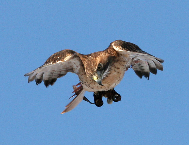 Fall flight