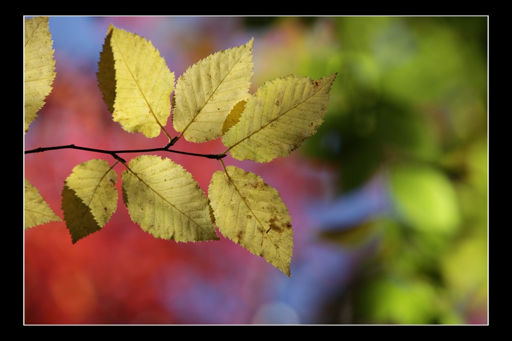 Fall Foliage II, White Mountains, New Hampshire