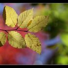 Fall Foliage II, White Mountains, New Hampshire