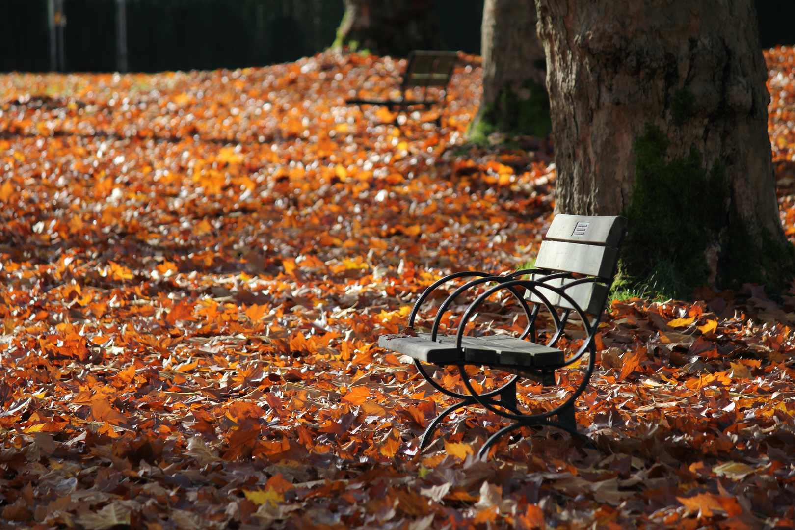 Fall in British Columbia