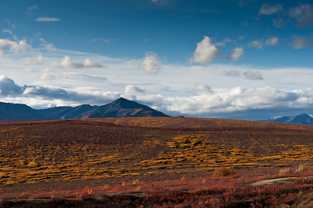 Fall in Denali