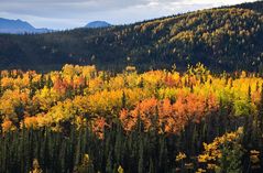 Fall in Denali (4)