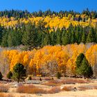 Fall in Hope Valley, California