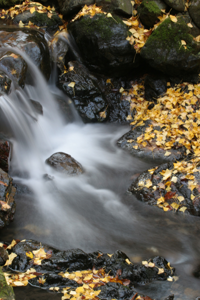 fall in Japan -3