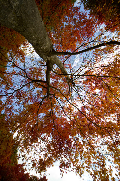 Fall in Japan-4