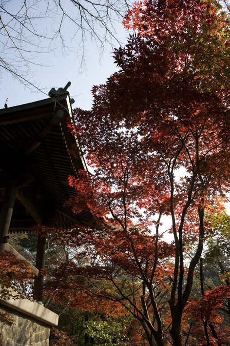 Fall in Japan-5