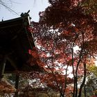 Fall in Japan-5