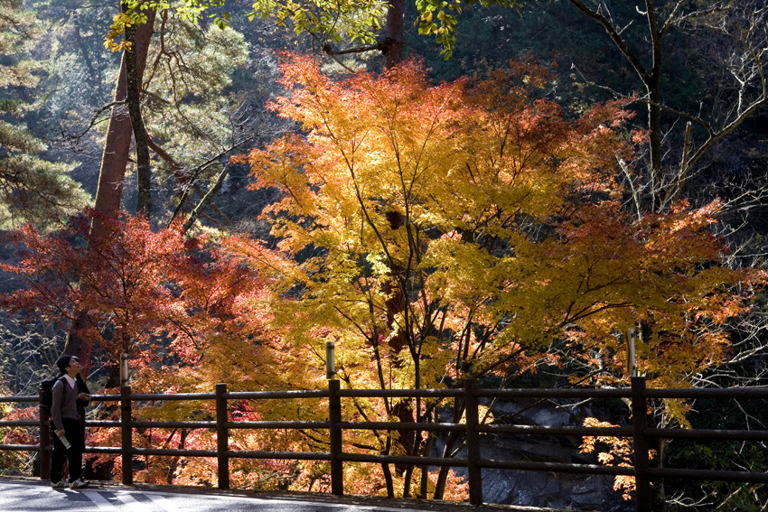 Fall in Japan-6