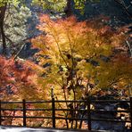 Fall in Japan-6