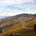 Fall in Lavaux