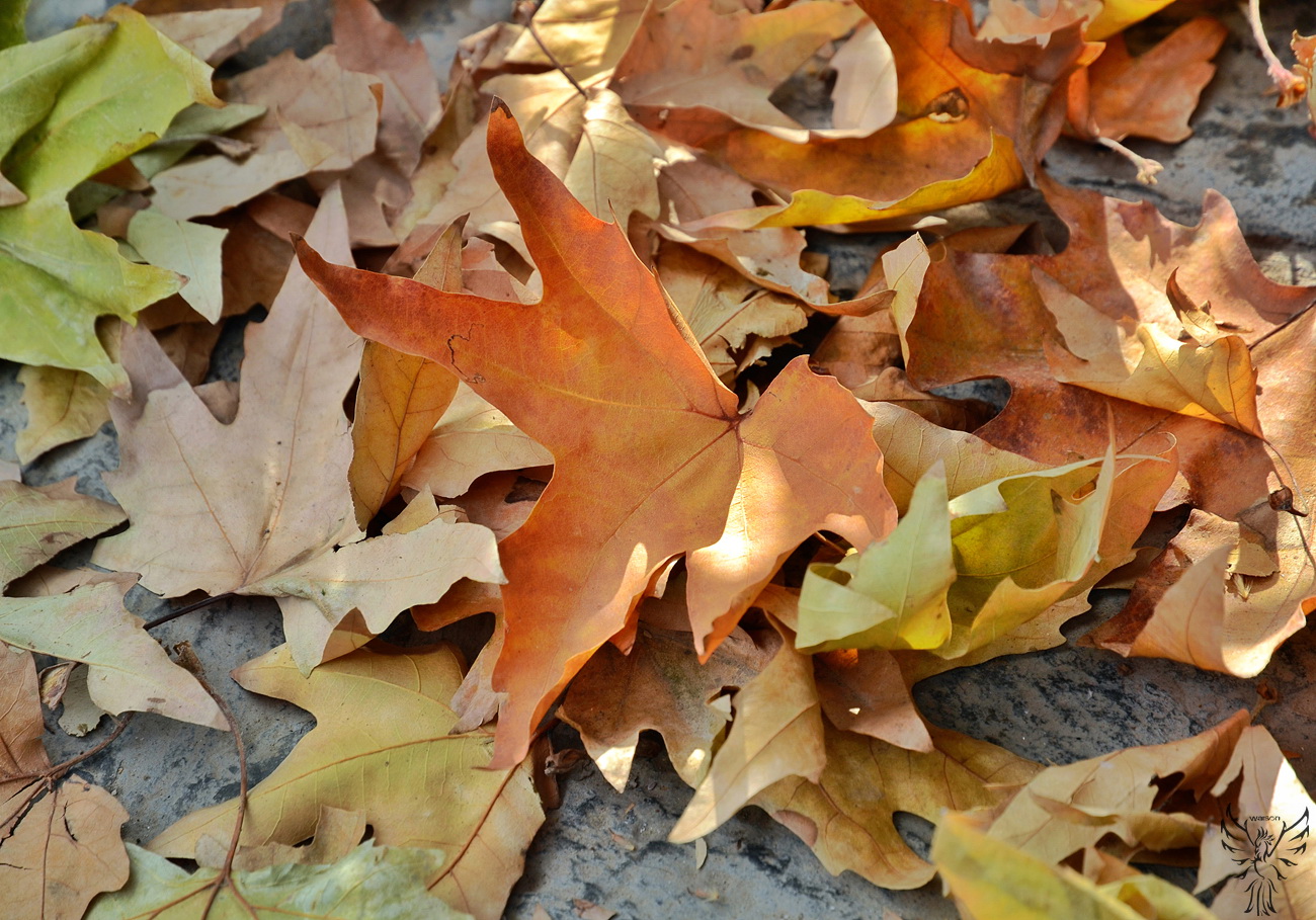 Fall In Mehrshahr