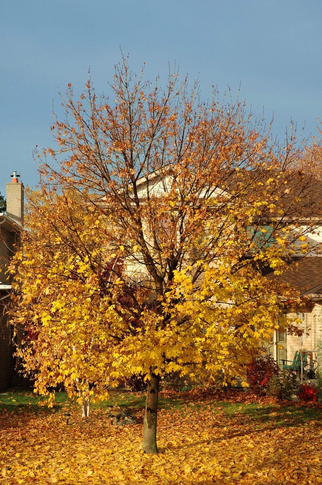 Fall in Ontario