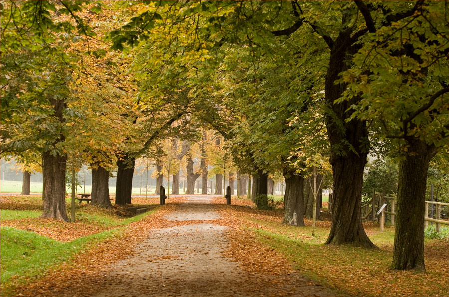 Fall in the Park