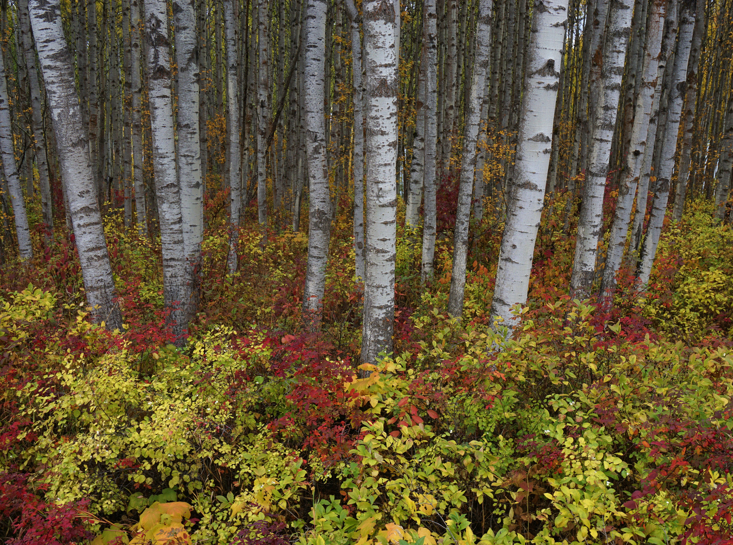 Fall in the valley