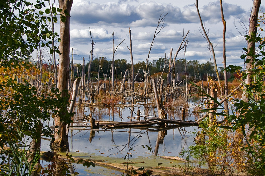 Fall in the Wetlands