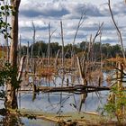 Fall in the Wetlands