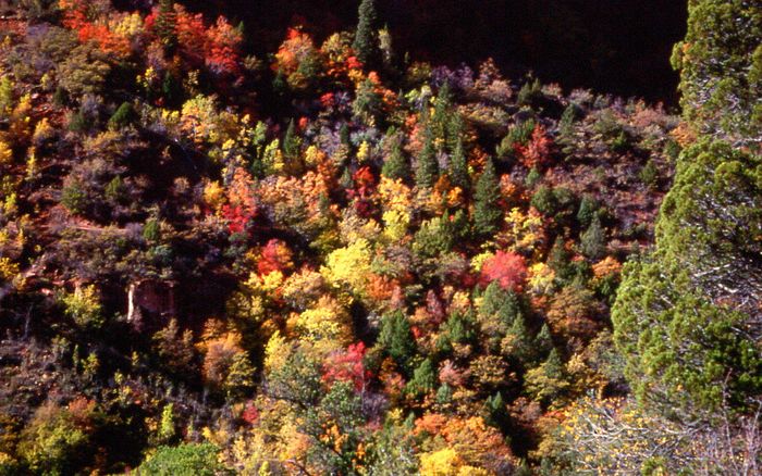 Fall in the Zion N.P.