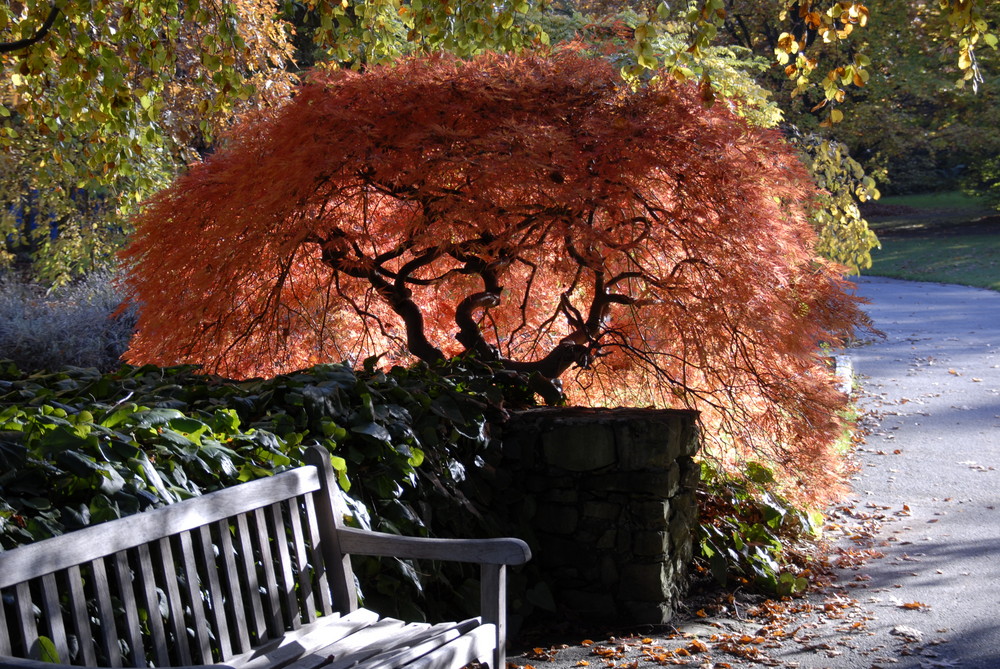 Fall in Vancouver