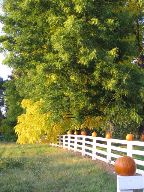 Fall in Washington State